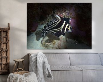 Gevlekte trommelvis, Bonaire van Joseph M. Bowen Photography