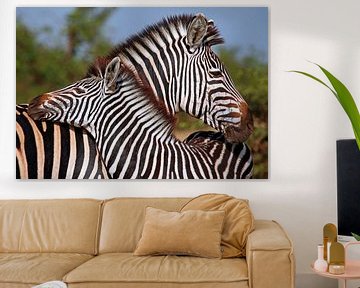 Liebevolle Zebras - Afrika wildlife von W. Woyke