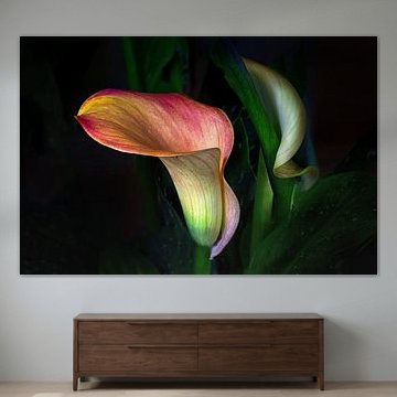 Exotische Callablüte vor dunklem Hintergrund