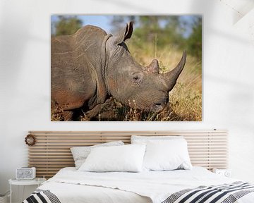Rhino - Africa wildlife by W. Woyke