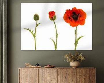 Klaproos in bloei van Elles Rijsdijk