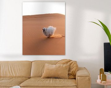 Hond in de Sahara van Dayenne van Peperstraten