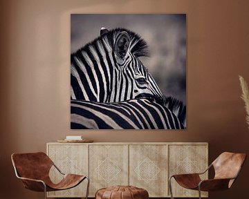 Zebra in Afrika van Omega Fotografie