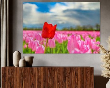 Tulips blooming in a field with one red tulip standing out van Sjoerd van der Wal Fotografie