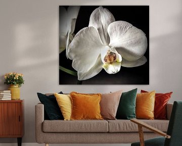 Witte orchidee van Studio Mirabelle
