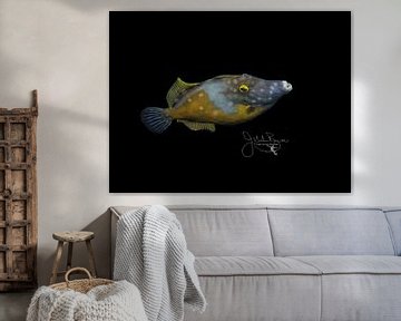 Witgevlekte Filefish, Bonaire van Joseph M. Bowen Photography