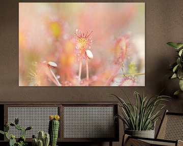 sundew in the early and soft morning light