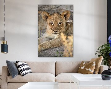 Portret van een leeuw ( leeuwenwelp ) in de natuur van Chihong