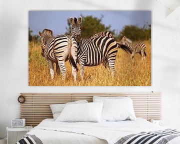 Zebras in Südafrika - Afrika wildlife
