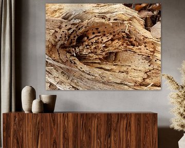 Stronk met insectegaatjes