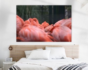 Flamingo's van EnWout