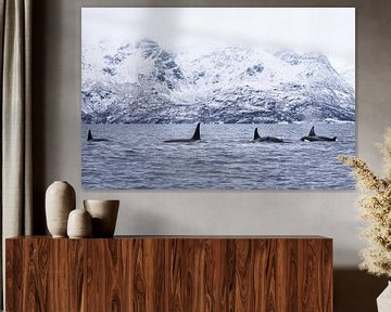 Pod of orcas van Ann Cools