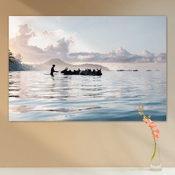 Zébu matin sur Ann Cools