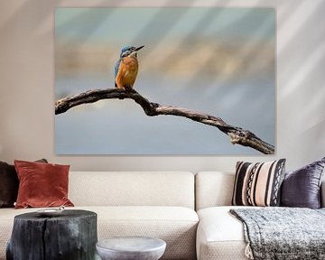 IJsvogel op tak van Gonnie van de Schans