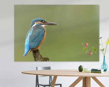 Kingfisher  by Gonnie van de Schans