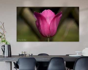 Tulip from the garden by Diederik De Mezel