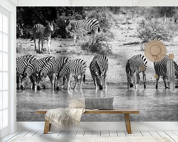 Zebra's drinking in a row by Stephan Tamminga