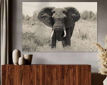 Afrikaanse olifant van voren van Stephan Tamminga