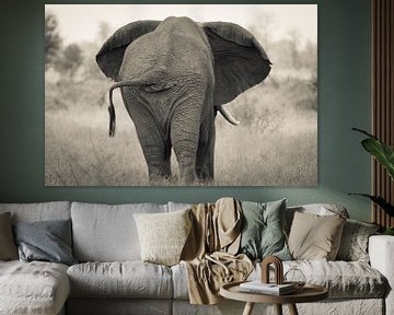 Afrikaanse olifant van achteren van Stephan Tamminga
