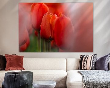 Rode tulpen van Ria van den Broeke