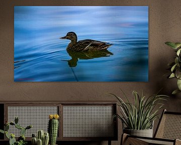 Natur und Tiere