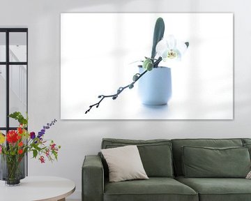 witte orchidee