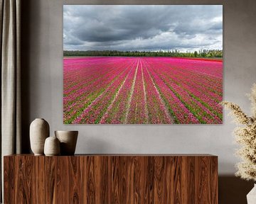Tulpen in een veld met donkere wolken erboven in de lente