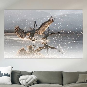 Dalmatian pelicans sunset Greece Lake Kerkini