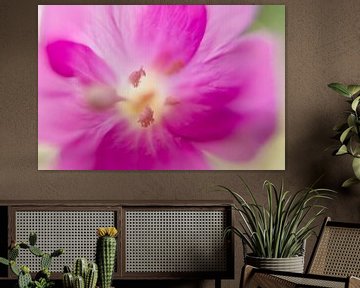 Wilgenroosje, macrofotografie van bloem van Pauline Weder