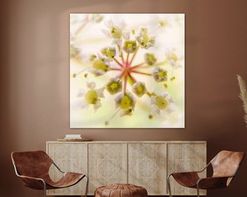 Fluitenkruid, macrofotografie van bloem van Pauline Weder