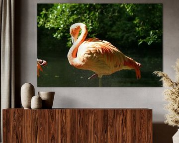 Flamingo#3