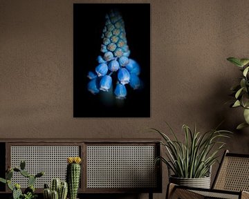 Blauwe druifjes by Saskia Cloo-Hartsema
