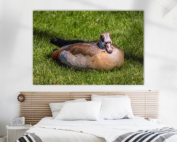 BADEN-WÜRTTEMBERG: DE NILGANS IN DE PALEISTUINEN VAN STUTTGART van Photoart-Naegele