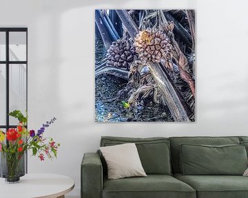Mystery Mangrove