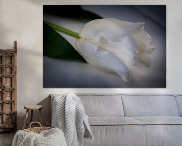 Witte tulp by Saskia Cloo-Hartsema