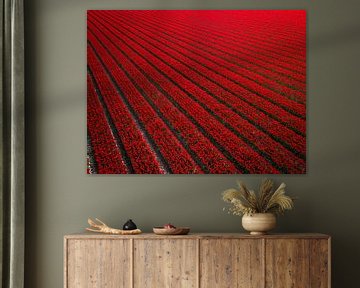 Rood tulpenveld in Nederland van Bas van der Gronde