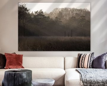 Beautiful sun harps!