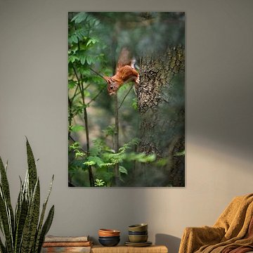 red squirrel by Andy van der Steen - Fotografie