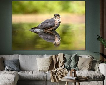 sparrow hawk