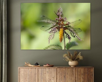 dragonfly resting on plant by Ria van den Broeke