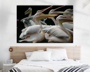 Pelikane von EnWout