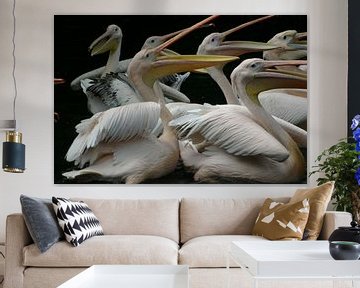 Pelikanen van EnWout