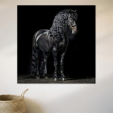 Stately portrait of black Friesian horse