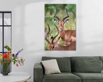 Portret van een impala in Zuid-Afrika van Chihong
