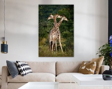 Drie giraffen in de mooie natuur van Afrika van Chihong