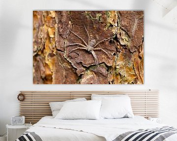 Araignée sur un arbre