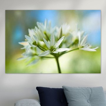 Flower with soft look