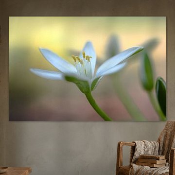 Flower with soft look