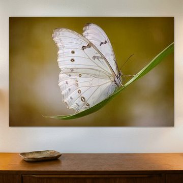 le papillon blanc sur Joey Hohage