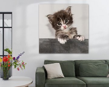 Kitten serie V by Rob Smit